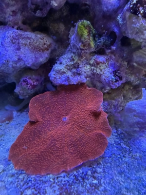 Discosoma (Mushroom)   knallrot   Ableger Polypen ab 10  