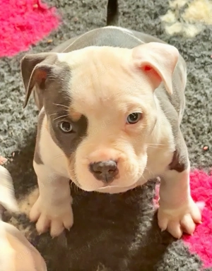American Bully Tricolor XL