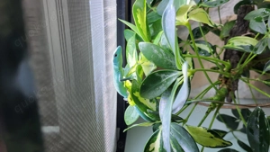 0.2 gastropholis prasina