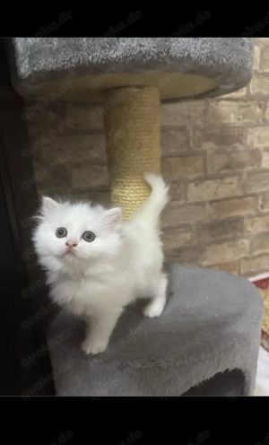 Kitten Suchen Zuhause 