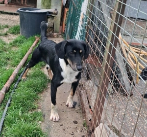 CLYDE   großer Babyblick sucht aktive Familie 