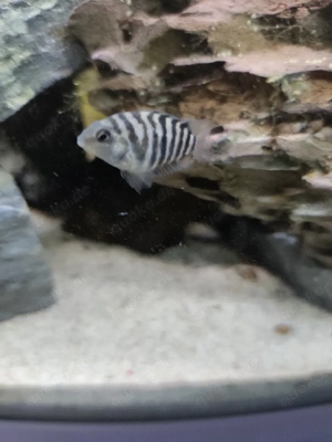 Amphilophus Polar Blue Parrot - Blauer Papageienbarsch