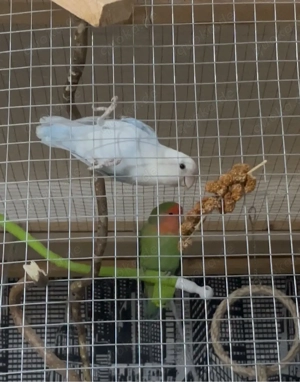 Rosenköpfchen Papageien