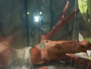 Kugelfisch Papagei-Süsswasserkugelfisch 