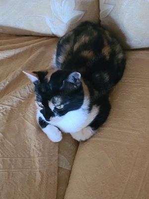 Verkaufe Katze Mietze 