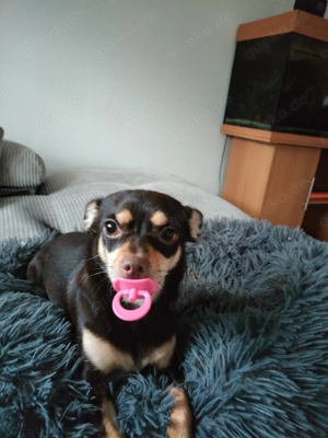 Suchen eine Betreuung für unseren kleinen Chihuahua 