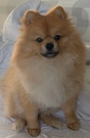 Zwergspitz (Pomeranian) Deckrüde