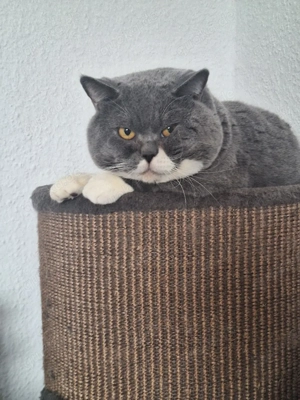 Toller BKH Deckkater m.P und BG B 