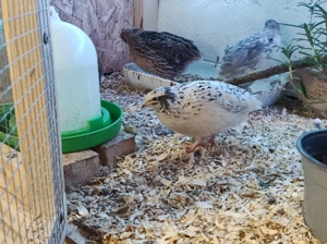 Bruteier von Wachteln  Bild 4