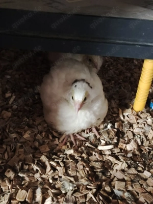 Bruteier von Wachteln  Bild 2