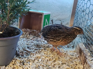 Bruteier von Wachteln  Bild 3