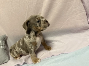 Old Englisch Bulldog Welpen 