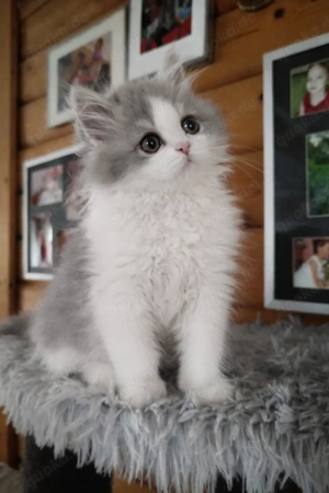 BLH Junge Kätzchen Grau weiß 