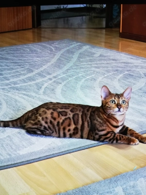 Bengalkatzen 