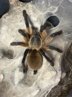 Vogelspinnen und Hundertfüssler Bild 4