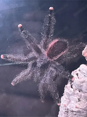 Avicularia jurensis morph 2
