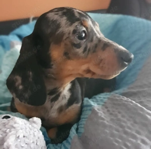 süsse Dackel Welpen suchen liebevolles Zuhause 