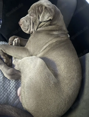 Boerboel mix männlich  Bild 2