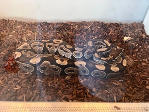 Python regius Könispython  Bild 3