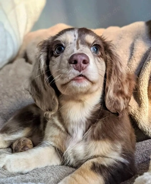 Gut aufgezogene Welpen suchen ein Zuhause für immer