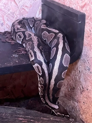 Python regius Könispython  Bild 5