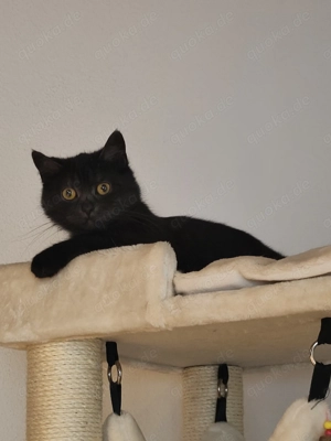 - Reserviert-BKH Kätzchen Lucy 9 Monate