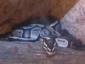 Python regius Könispython 