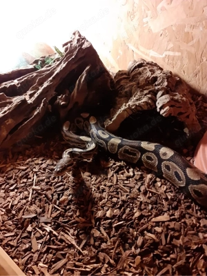 Python regius Könispython  Bild 4