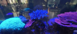 Großes Meerwasseraquarium als Raumteiler mit Korallen, Fischen & ATI Straton Flex LED Bild 4