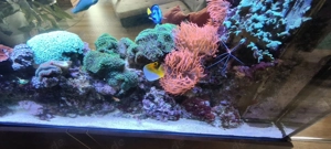 Großes Meerwasseraquarium als Raumteiler mit Korallen, Fischen & ATI Straton Flex LED Bild 9