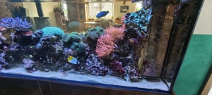 Großes Meerwasseraquarium als Raumteiler mit Korallen, Fischen & ATI Straton Flex LED Bild 7