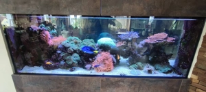 Großes Meerwasseraquarium als Raumteiler mit Korallen, Fischen & ATI Straton Flex LED Bild 8