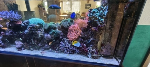 Großes Meerwasseraquarium als Raumteiler mit Korallen, Fischen & ATI Straton Flex LED Bild 5