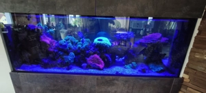 Großes Meerwasseraquarium als Raumteiler mit Korallen, Fischen & ATI Straton Flex LED Bild 6