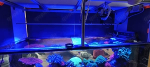 Großes Meerwasseraquarium als Raumteiler mit Korallen, Fischen & ATI Straton Flex LED Bild 10