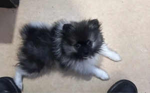 welpe pomeranian