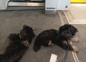 shih-Tzu-Mix 20.07.25 geb.