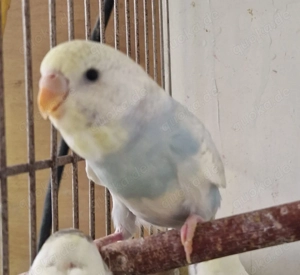 Weibchen Wellensittich - Blackwing