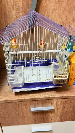 stieglitz major 2025