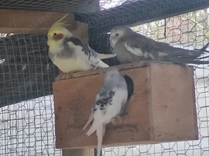 Ziegensittich, bourkensittiche, nymphensittiche, Wellensittiche, Kanarienvögel, Diamanttauben etc 