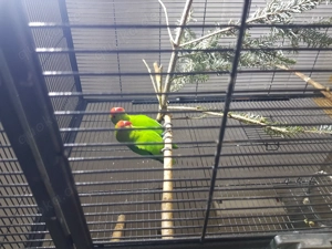 Taranta Bergpapagein 