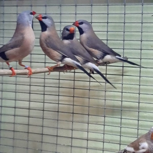 Biete junge Spitzschwanzamadinen vom September 2025 an