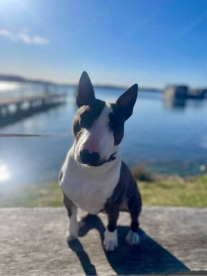 Miniatur Bullterrier Rüde 3 Jahre