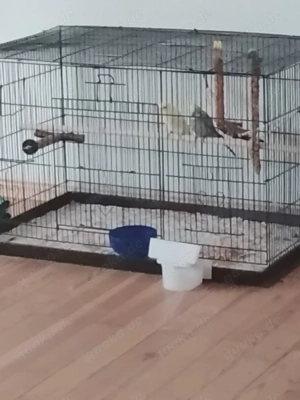 Wellensittich zu Verkaufen 