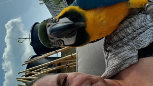 Gelbbrustara  weiblich