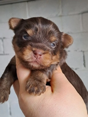 Yorkshire Welpen Hündinnen 