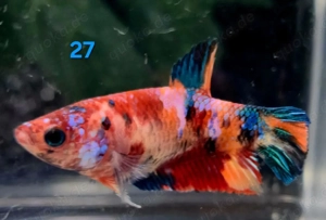 Auswahl Koi Kampffisch Weibchen 