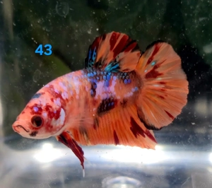 Kampffisch Männchen Betta splendens 