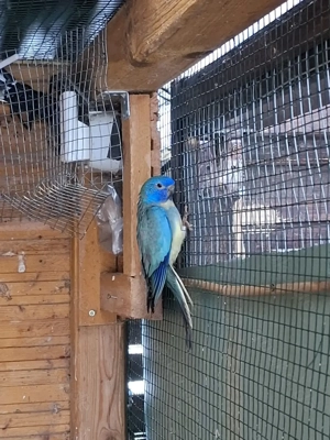 Glanzsittiche Bild 7