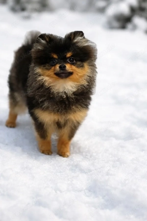 Pomeranian Zwergspitz Mädchen black schoko tan 